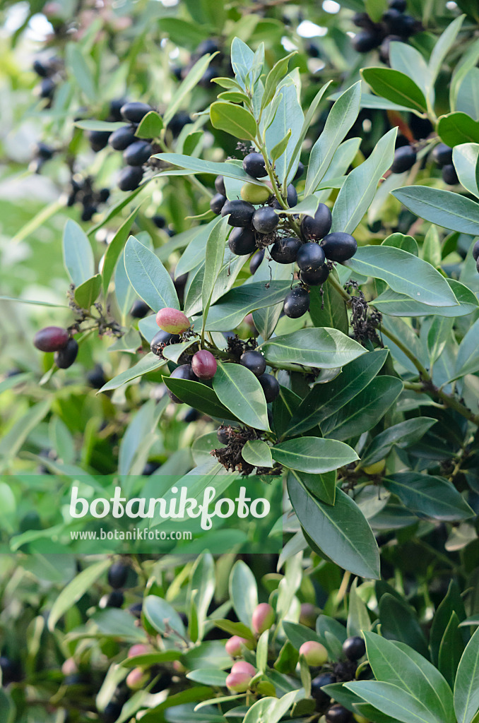 564164 - Dune poison bush (Acokanthera oblongifolia syn. Acokanthera spectabilis)