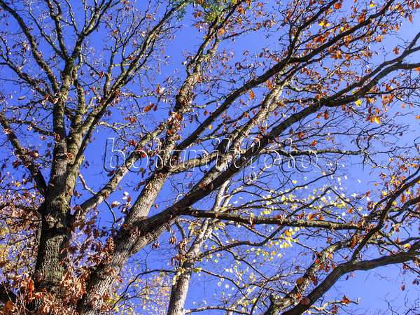 465236 - Durmast oak (Quercus petraea)
