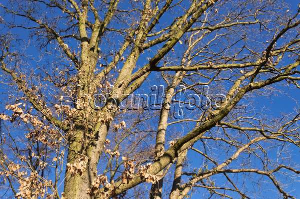 515014 - Durmast oak (Quercus petraea)