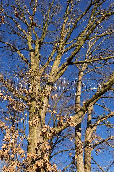515015 - Durmast oak (Quercus petraea)