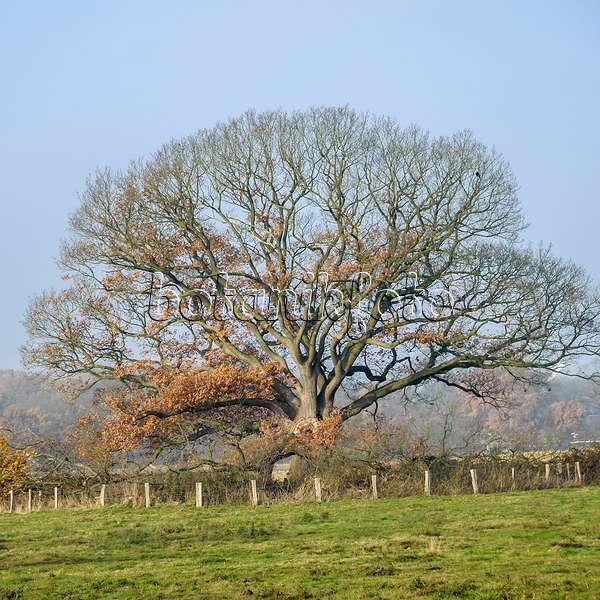 558205 - Durmast oak (Quercus petraea)