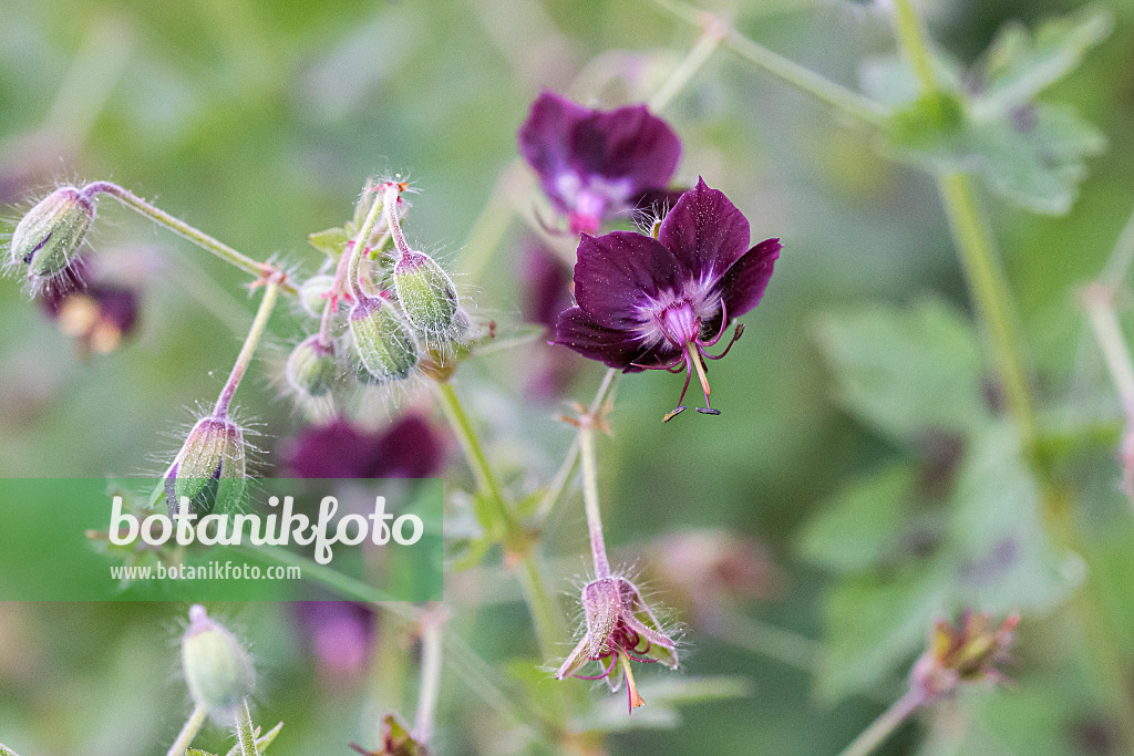 638106 - Dusky cranesbill (Geranium phaeum)