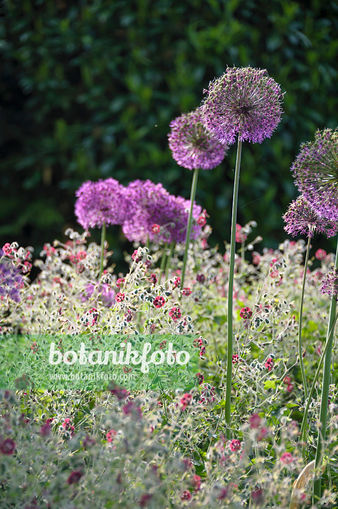 517442 - Dusky cranesbill (Geranium phaeum) and flowering onion (Allium aflatunense)