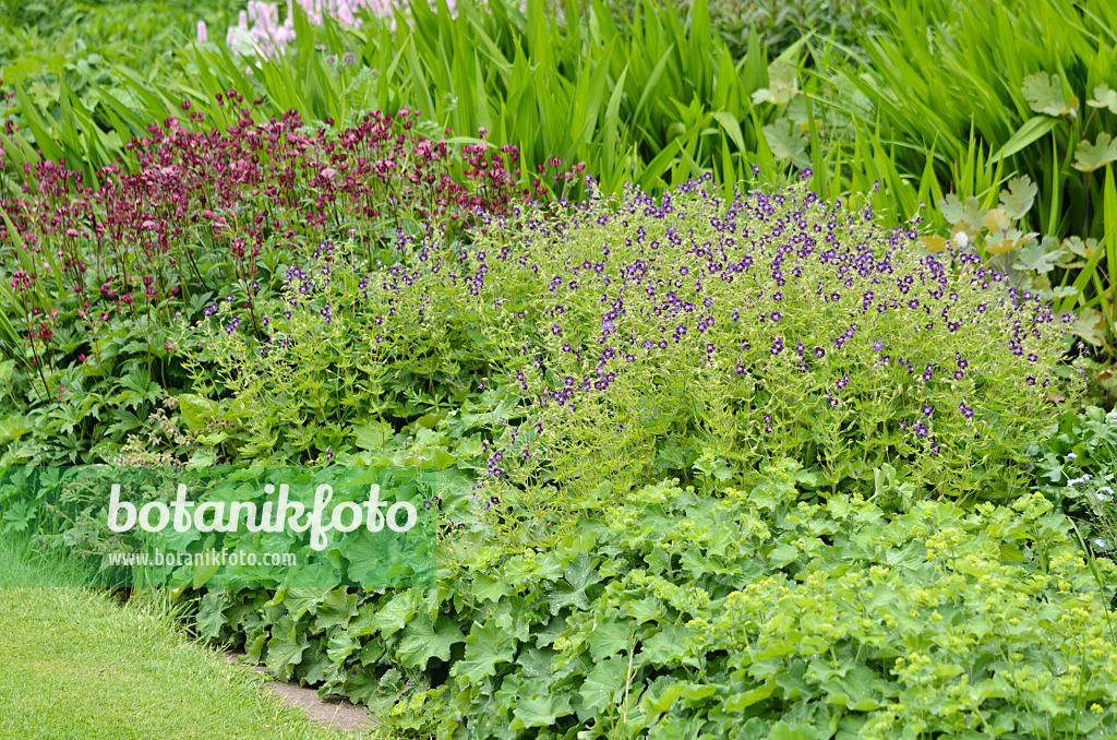 533519 - Dusky cranesbill (Geranium phaeum) and lady's mantle (Alchemilla)