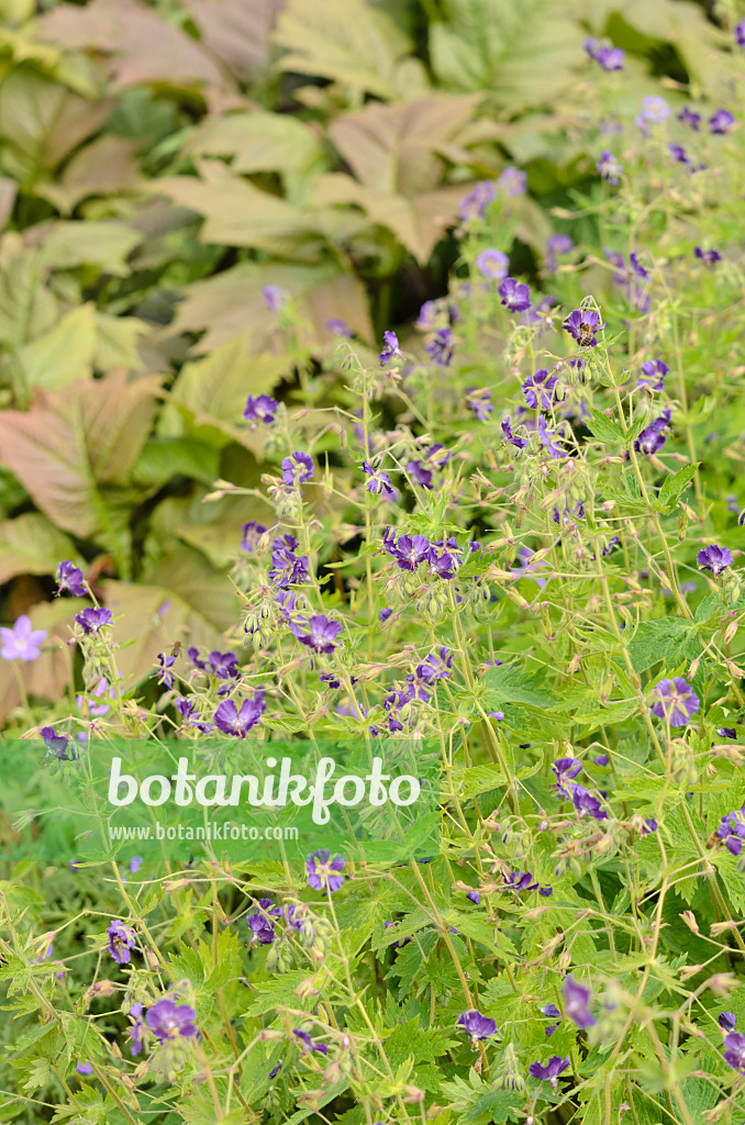 533325 - Dusky cranesbill (Geranium phaeum 'Lily Lovell')