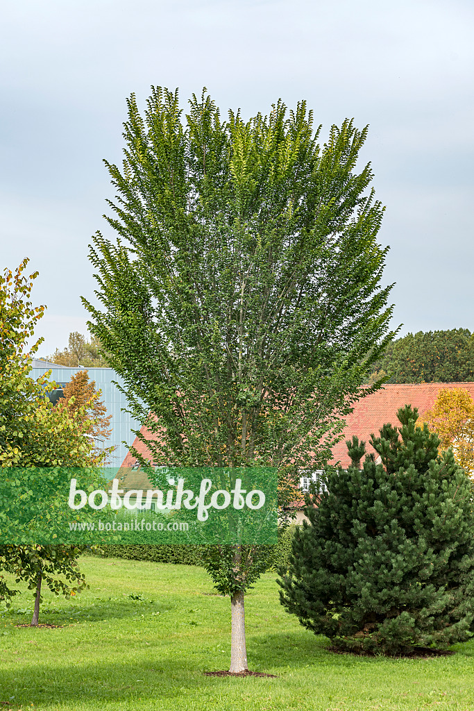 625386 - Dutch elm (Ulmus x hollandica 'Lobel')