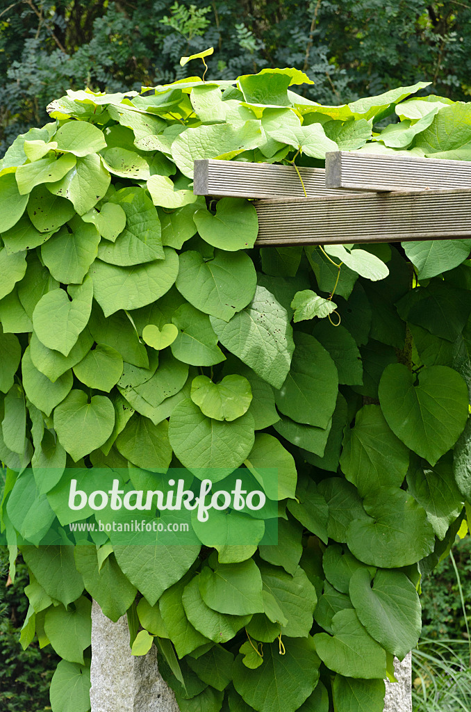 571036 - Dutchman's pipe (Aristolochia arborea)