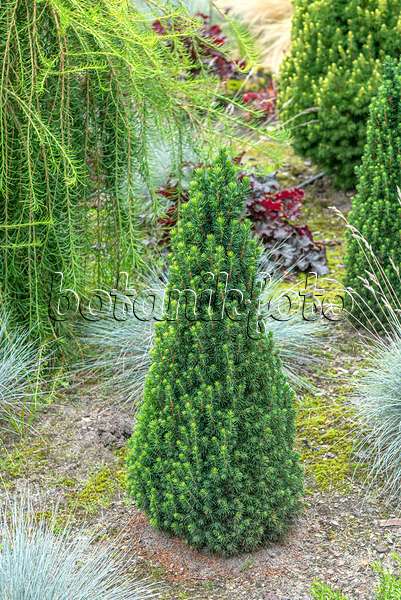 616441 - Dwarf Alberta spruce (Picea glauca 'Pixie')