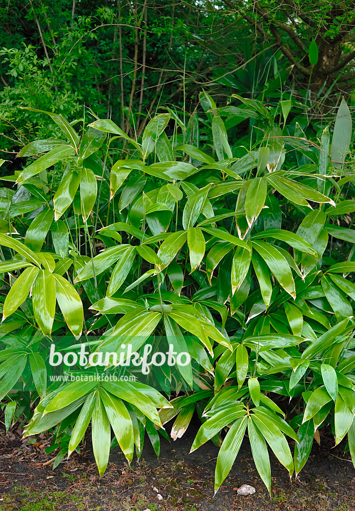 471460 - Dwarf bamboo (Sasa palmata 'Nebulosa')