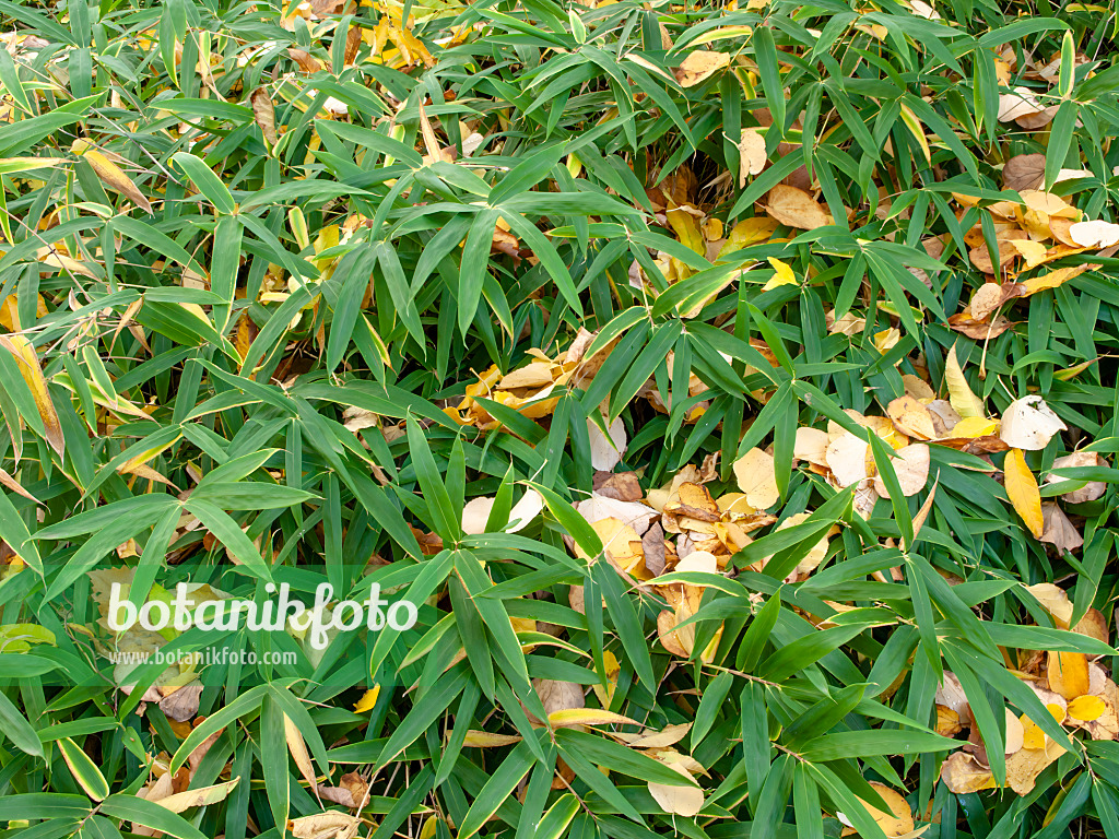 465208 - Dwarf bamboo (Sasaella ramosa)