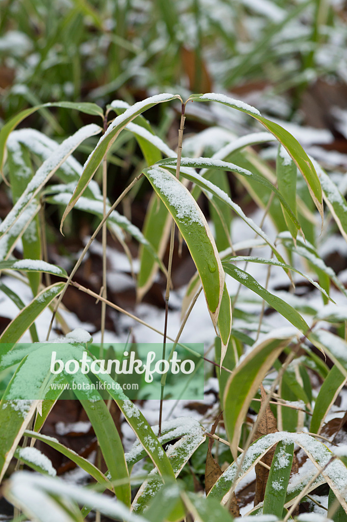 516001 - Dwarf bamboo (Sasaella ramosa)