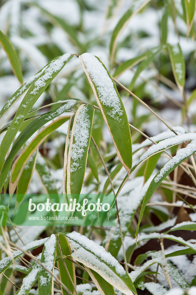 516002 - Dwarf bamboo (Sasaella ramosa)