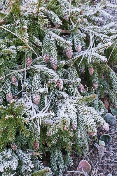 565037 - Dwarf common spruce (Picea abies 'Acrocona Nana') with hoar frost