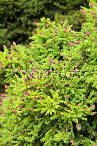 520384 - Dwarf common spruce (Picea abies 'Acrocona Push' syn. Picea abies 'Pusch')