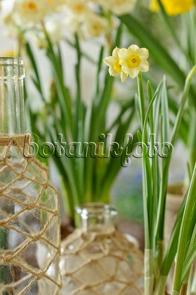 483281 - Dwarf daffodil (Narcissus Minnow)