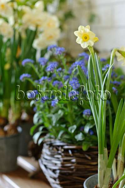 483285 - Dwarf daffodil (Narcissus Minnow)
