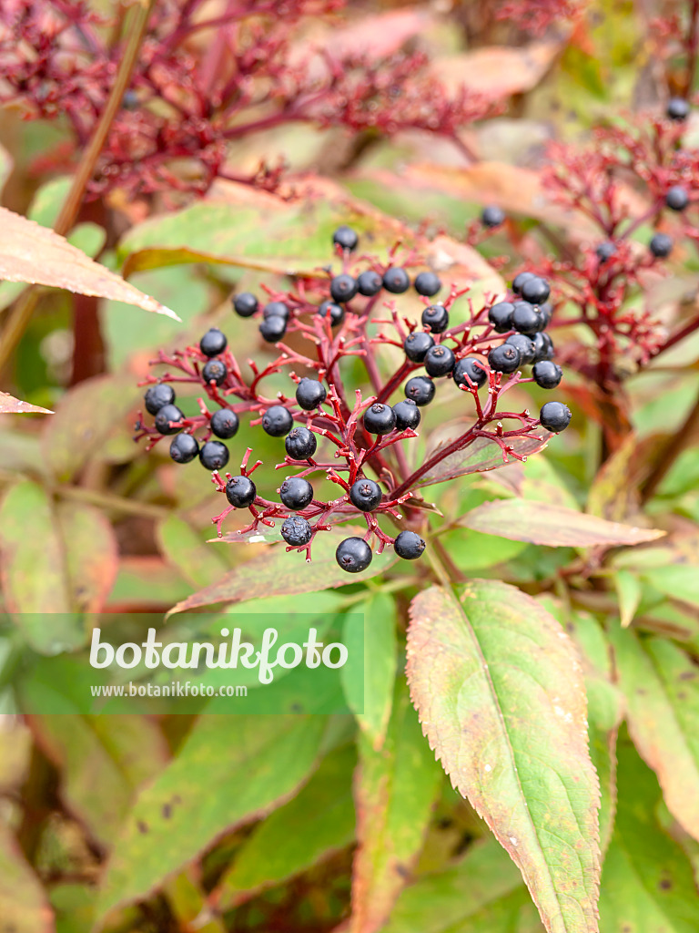 453047 - Dwarf elder (Sambucus ebulus)