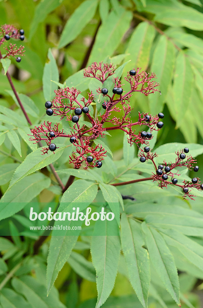 524139 - Dwarf elder (Sambucus ebulus)