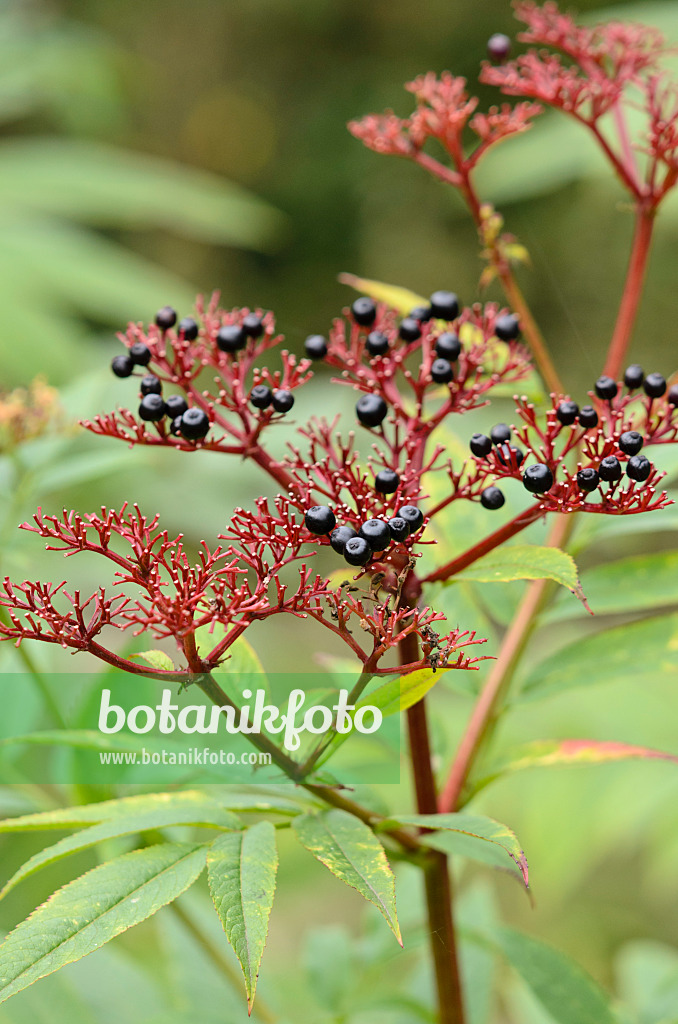 525015 - Dwarf elder (Sambucus ebulus)