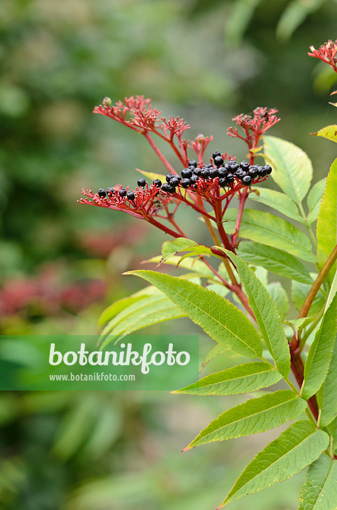 525016 - Dwarf elder (Sambucus ebulus)