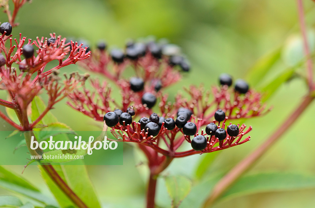 525017 - Dwarf elder (Sambucus ebulus)