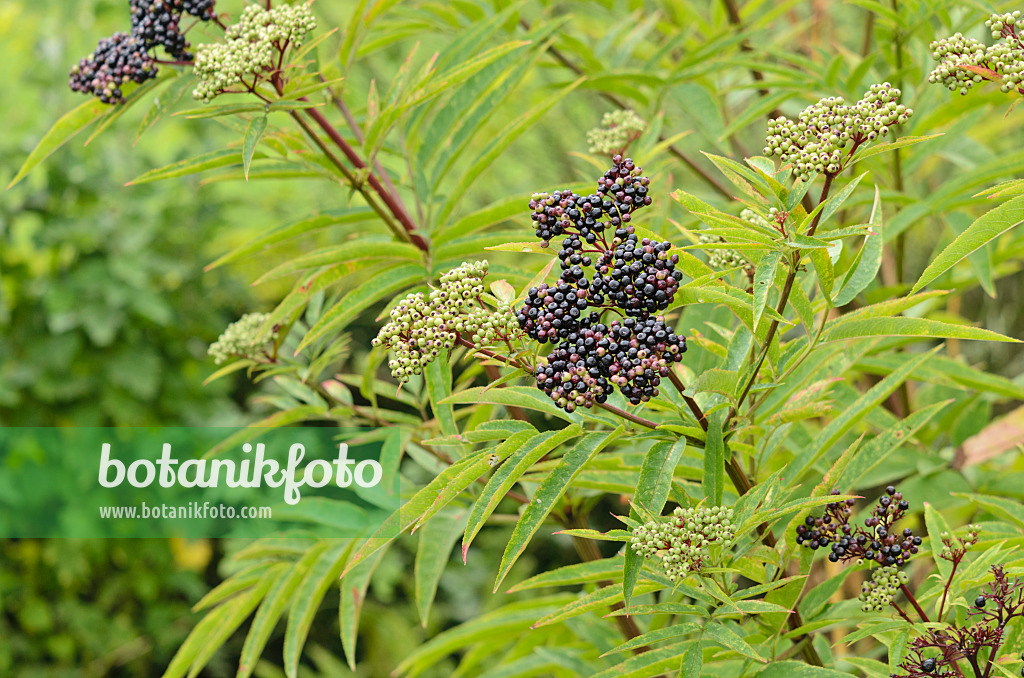 535140 - Dwarf elder (Sambucus ebulus)