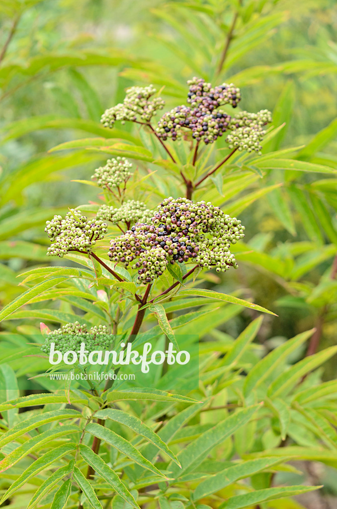 535141 - Dwarf elder (Sambucus ebulus)