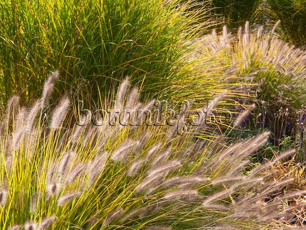 418077 - Dwarf fountain grass (Pennisetum alopecuroides)