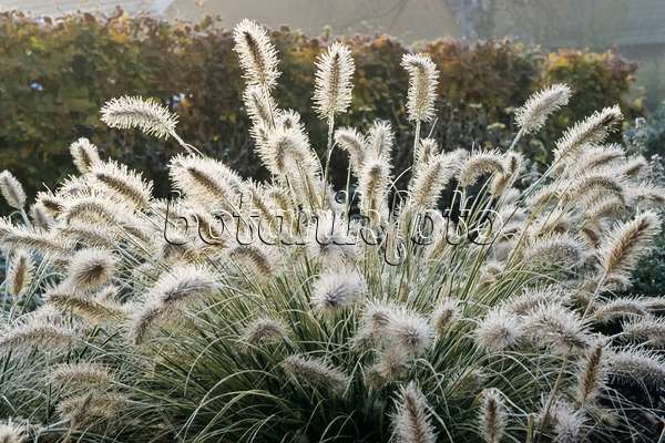 432050 - Dwarf fountain grass (Pennisetum alopecuroides 'Hameln') with hoar frost