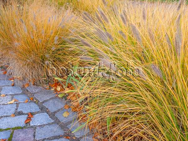 442128 - Dwarf fountain grass (Pennisetum alopecuroides)