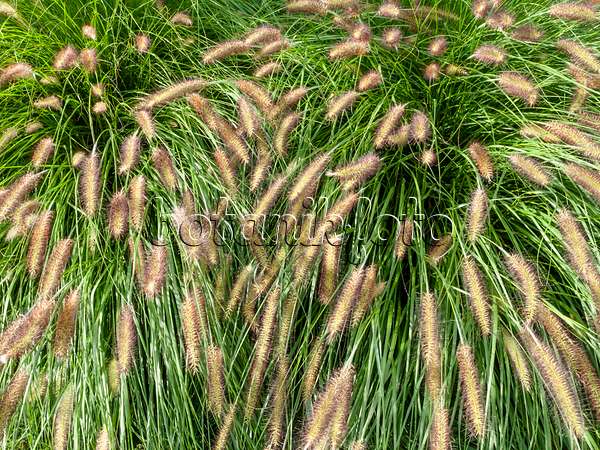 464075 - Dwarf fountain grass (Pennisetum alopecuroides)