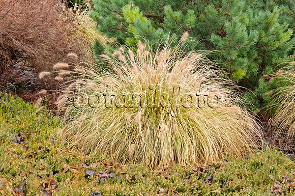 467054 - Dwarf fountain grass (Pennisetum alopecuroides)