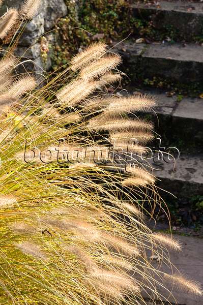 478022 - Dwarf fountain grass (Pennisetum alopecuroides)