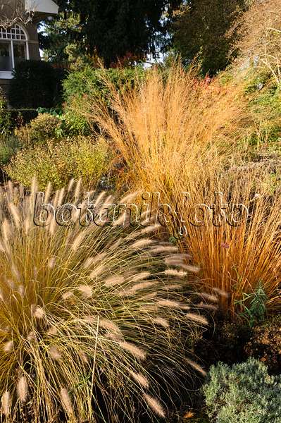 478023 - Dwarf fountain grass (Pennisetum alopecuroides) and tall moor grass (Molinia arundinacea 'Transparent')