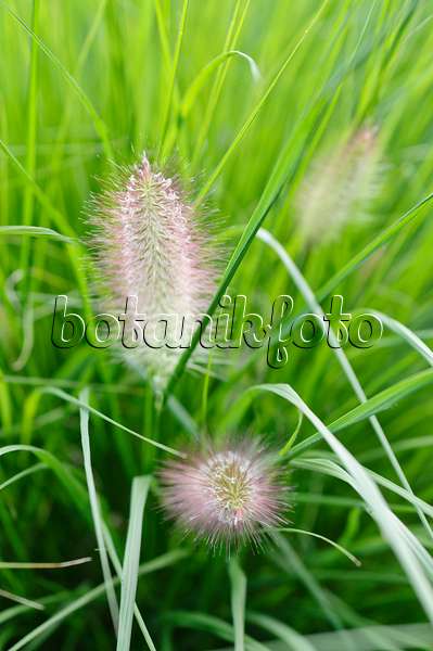 488007 - Dwarf fountain grass (Pennisetum alopecuroides)