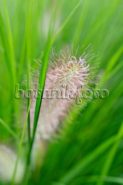 488008 - Dwarf fountain grass (Pennisetum alopecuroides)