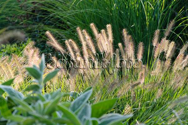 488128 - Dwarf fountain grass (Pennisetum alopecuroides 'Hameln')