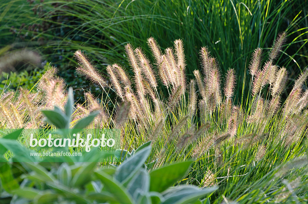 488128 - Dwarf fountain grass (Pennisetum alopecuroides 'Hameln')