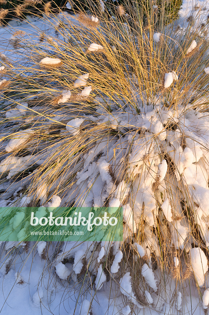 491007 - Dwarf fountain grass (Pennisetum alopecuroides)