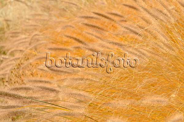 502045 - Dwarf fountain grass (Pennisetum alopecuroides)
