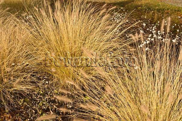 514004 - Dwarf fountain grass (Pennisetum alopecuroides)