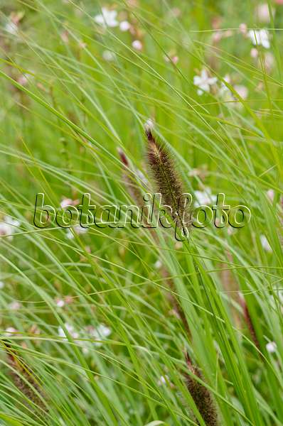 524062 - Dwarf fountain grass (Pennisetum alopecuroides)