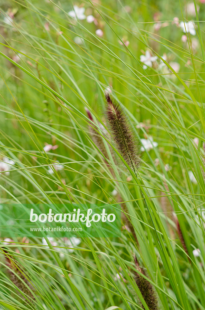 524062 - Dwarf fountain grass (Pennisetum alopecuroides)