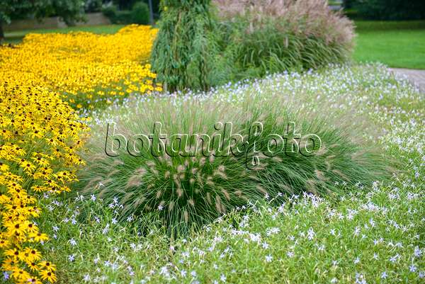 547212 - Dwarf fountain grass (Pennisetum alopecuroides 'Hameln') and orange cone flower (Rudbeckia fulgida 'Goldsturm')