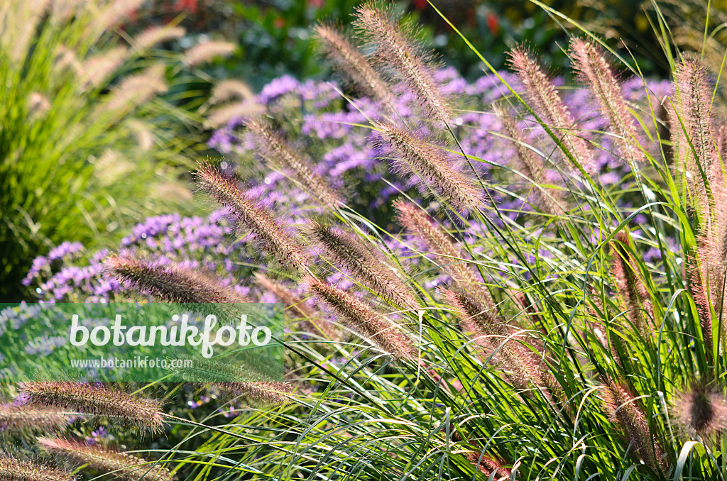 548006 - Dwarf fountain grass (Pennisetum alopecuroides 'Hameln')