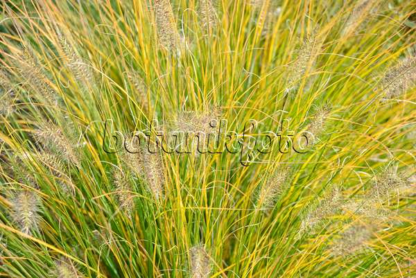 548122 - Dwarf fountain grass (Pennisetum alopecuroides 'Hameln')