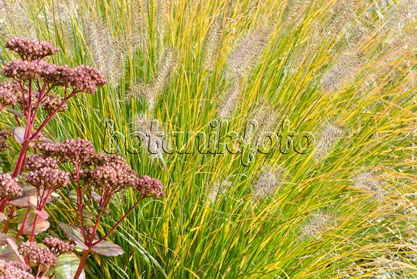 548123 - Dwarf fountain grass (Pennisetum alopecuroides 'Hameln') and orpine (Sedum telephium 'Matrona' syn. Hylotelephium telephium 'Matrona')