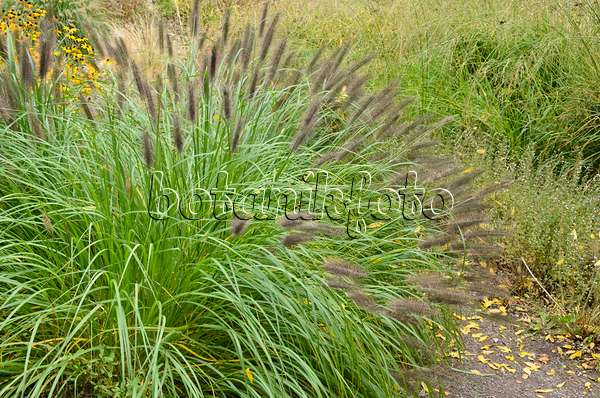 549091 - Dwarf fountain grass (Pennisetum alopecuroides)