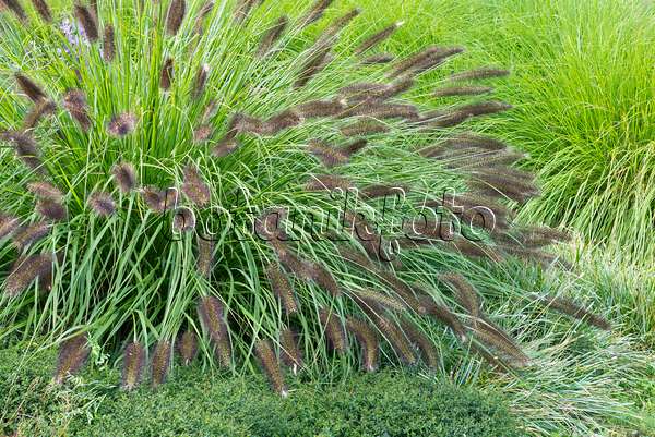 559144 - Dwarf fountain grass (Pennisetum alopecuroides var. viridescens)