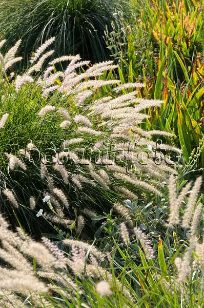 571011 - Dwarf fountain grass (Pennisetum alopecuroides)